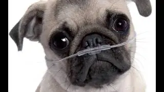 This Pug Will Make Your Day Instantly 😂🐶