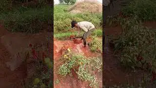 🌱 Village Farmer Hard Work | Agriculture Shorts #Farmer #VillageLife #Agriculture #NatureShorts #🌾🙏🙏