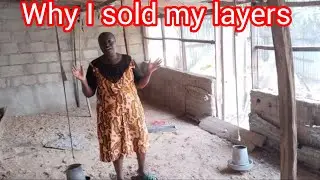 This decision was hard: why I sold my layer chickens