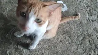 There is a pregnant cat, and she is hungry, but this cat does not let her owner touch her.