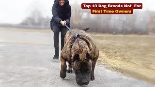 Top 10 Dog Breeds Not For First Time Owners