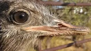 Sniper's friend is here - VERY upsetting - Please don't watch if you are very sensitive :(