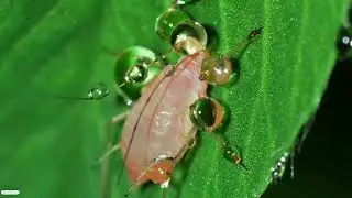 AFIDE - COMBATERE, CICLUL DE VIATA, PRADATORI NATURALI SI ALTE DETALII
