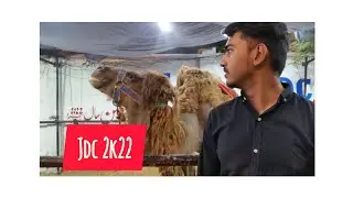 jdc cows 2022 syberian camels