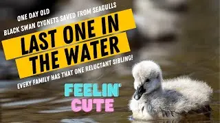 The Cutest Baby Birds - Black Swans Cygnets Saved From Seagulls