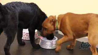 Tweens Puppy Play Group