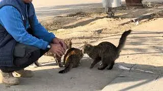  &ldquo;A cute cat exploring the world is the sweetest kind of magic.&rdquo;