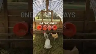THE BEST *easy to clean* movable chicken coop large enough for lots of chickens✌🏻🐔