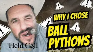 Why I Chose Ball Pythons- Held Coil Pythons