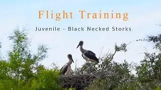 Juvenile Black Necked Storks   Flight Training