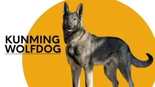 Majestic Kunming Wolfdog | A Fascinating Breed