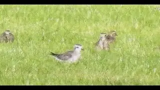 American Golden Plover  in Amsterdam -  Amerikaanse Goudplevier - Will Schep