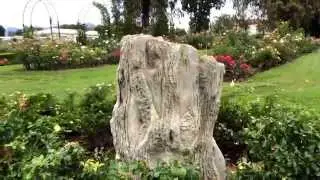 Faux Bois Concrete Planter (a sculpture) in The Huntington Rose Garden
