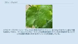 プティ・ヴェルド
