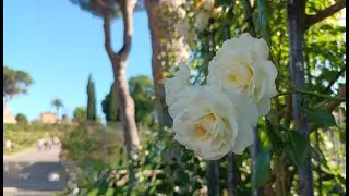 3 Gardens in Rome: Roseto Comunale, Villa Giulia & Villa Borghese