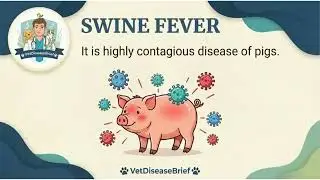 Swine Fever (Hog Cholera) Explained | Symptoms, Diagnosis & Treatment | Vet Disease Brief