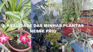 MOSTRANDO MINHAS PLANTAS ANTES DA TRANSFORMA&Ccedil;&Atilde;O/ JARDIM VERTICAL/MACRAM&Ecirc;