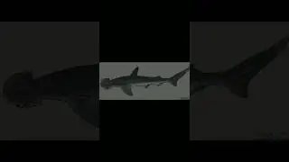 BONNETHEAD SHARK #edit #shark #bonnetheadshark