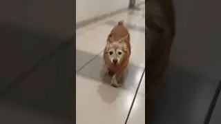 My Old Dog&rsquo;s Two-Beat Gallop in Slow Motion