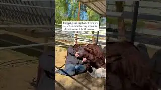 Our Cow Almost Didn't Make It...