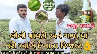 લીલી પોપટી સફેદ માખી અને ગાળા ની બેસ્ટ દવા_તબોડા #taboda #cotton #farming
