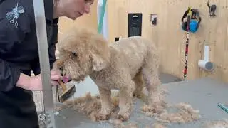 Cockapoo transformation 