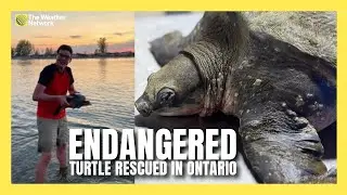 Endangered Tropical Turtle Found in Ontario River