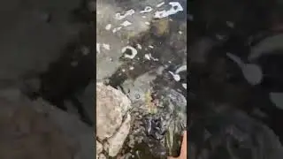 Another rare Sonoran sucker for the day in Arizona