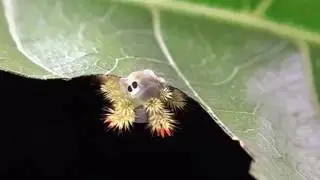 Blue-striped Nettle Grub nibbling a leaf 1