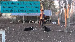 Dog Training Is Boring, Stop Thinking You Are Not Doing Enough By Doing Nothing