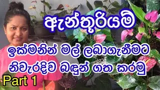 How to grow Anthurium/#Anthurium wagawaඉක්මනින් මල් ලබාගැනීමට ඇන්තූරියම් පැල නිවැරදිව බදුන් ගත කරමු.