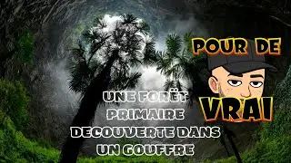 une For&ecirc;t Primaire D&eacute;couverte Dans un Gouffre de Pr&eacute;s de 200 M&egrave;tres de Profondeur