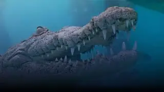 Crocodile at the Big Aquarium of Cebu Ocean Park | Close Encounter of Creature #AthenaYesha