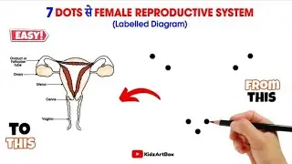 Female reproductive system Diagram | Female reproductive system Diagram Easy | Labelled Diagram
