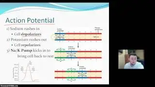 Nerve Impulse