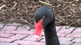 Beautiful Black Swan ! Geheimnisvoller schwarzer Schwan ! :-)