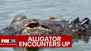 Aggressive alligator encounters on the rise in Florida, but why?