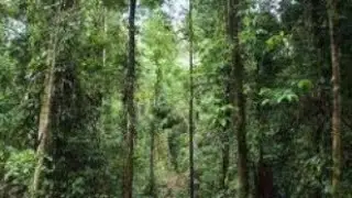Wild Area # Forest # pond # Temple in Forest