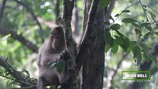 Newborn baby monkey run up a tree and sit quietly
