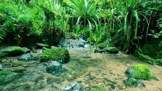 Calming Forest Water & Birds &ndash; Peaceful Nature Ambience