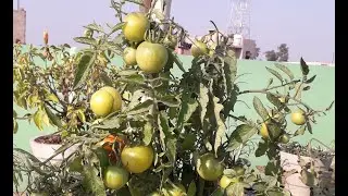 #how to take care of tomato plant in winters##tomatoplant&nbsp;,&nbsp;&nbsp;#tomatoplantgrowing&nbsp;,&nbsp;&nbsp;#tomato&nbsp;,&nbsp;&nbsp;
