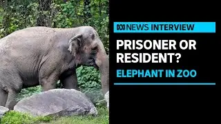 Is ‘Happy the Elephant’ a person? | ABC News