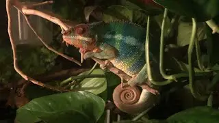Sleep 💤 panther chameleon