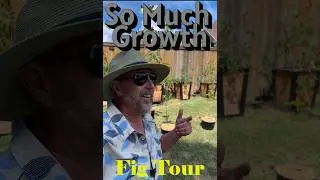 Fig Tour: Backyard Potted Fig Tree Orchard