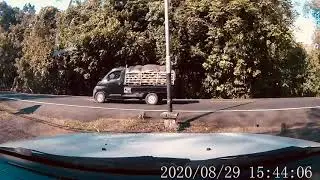 A monkey killed hit by car