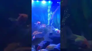 Red cap and gold fish #fish #aquarium #glofish #guppy #shorts #ytshorts #trendingshorts #viralshorts