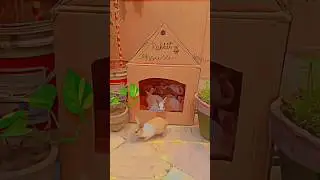 Rabbit house with cardboard 🏠 🐰 #creative #diy #craft #cardboardcraft #rabbits #cutebaby #homevibes
