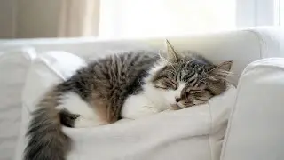 LIVE Adorable Sleeping Cat for Stress Relief and Calm Vibes 😌 | Season 4