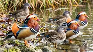 Inside the World’s Largest Mandarin Duck Factory: From Breeding to Eco Export (Full Process)