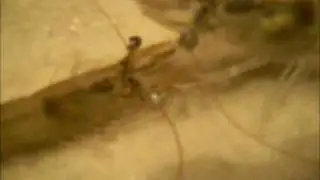 Retarded Shrimp